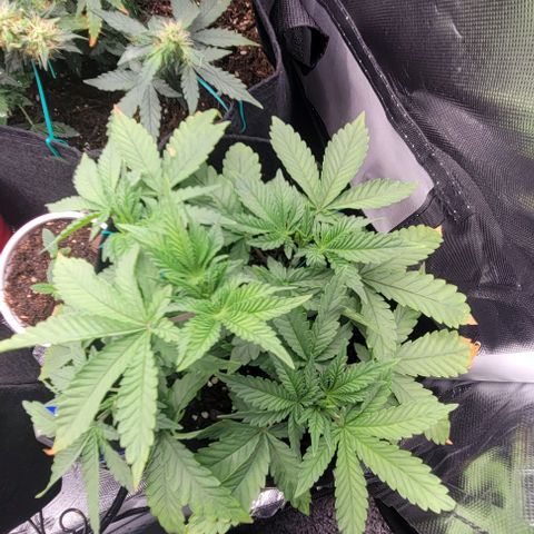Shango church growlog photo: Excited to see how they react to the food