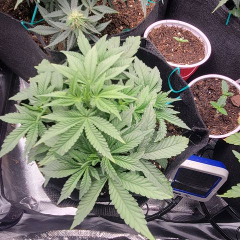 Shango church growlog photo: Excited to see how they react to the food