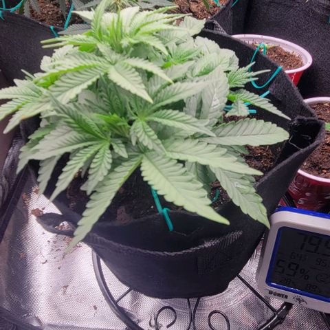 Shango church growlog photo: Excited to see how they react to the food