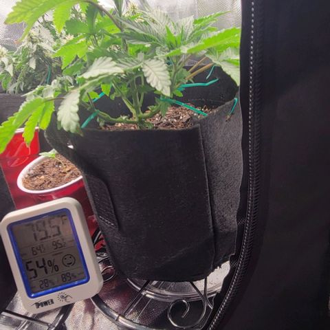 Shango church growlog photo: Excited to see how they react to the food