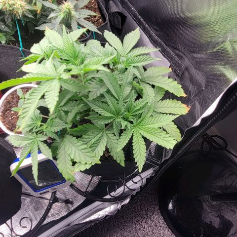 Shango church growlog photo: Excited to see how they react to the food