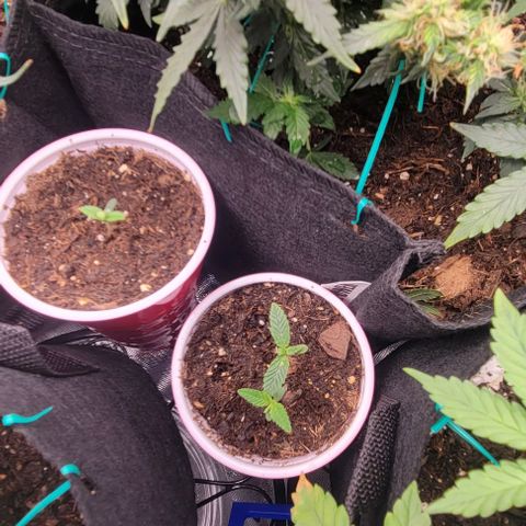 GREAT UNKNOWN  growlog photo: Sprouts a growin  can't wait to get em outside 🤪 