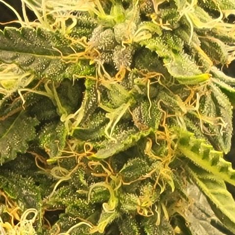 Chocolate mints og auto growlog photo: Lita and lope 