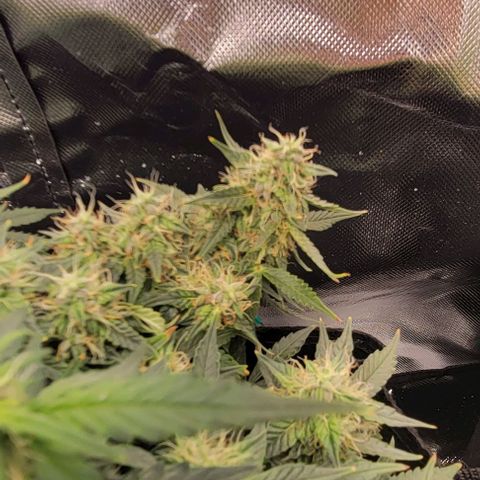 Chocolate mints og auto growlog photo: Lita and lope 