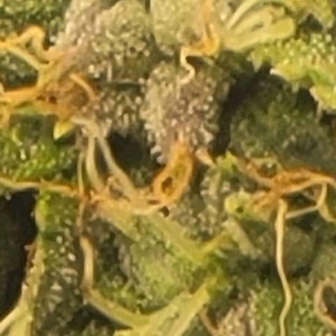 Chocolate mints og auto growlog photo: Lita and lope 
