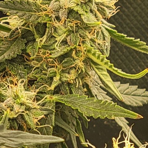 Chocolate mints og auto growlog photo: Lita and lope 
