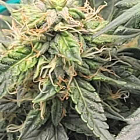 Chocolate mints og auto growlog photo: Lita and lope 
