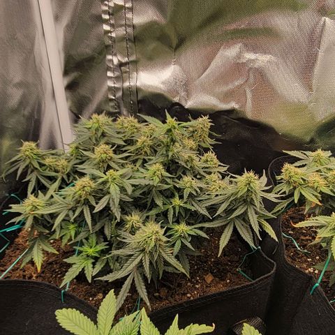 Chocolate mints og auto growlog photo: Lita and lope 