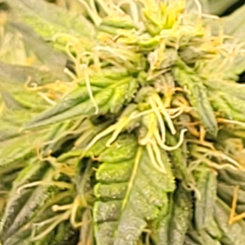 Chocolate mints og auto growlog photo: Lita and lope 