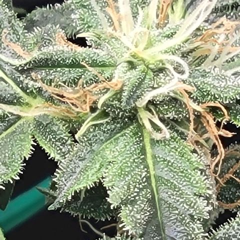 Chocolate mints og auto growlog photo: Choco and Doro 