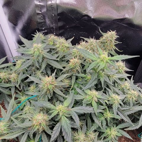 Chocolate mints og auto growlog photo: Choco and Doro 