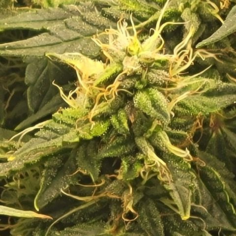 Chocolate mints og auto growlog photo: Choco and Doro 