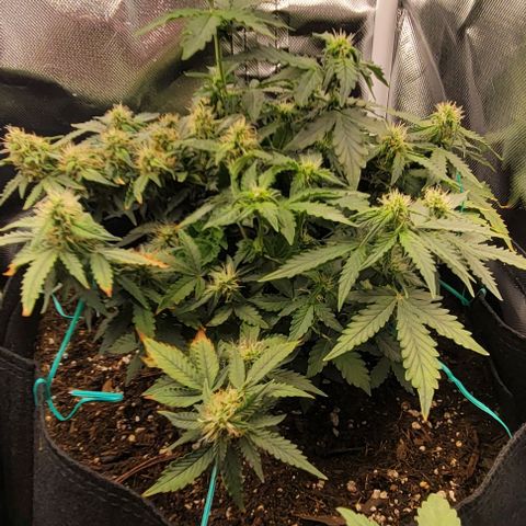 Chocolate mints og auto growlog photo: Choco and Doro 