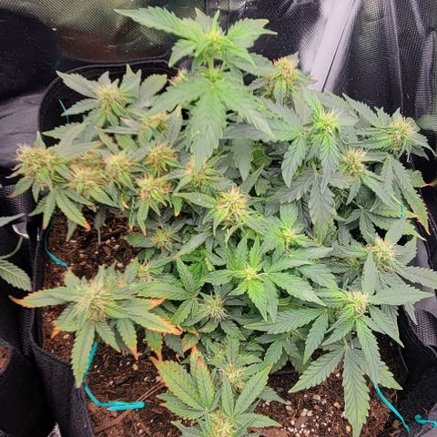 Chocolate mints og auto growlog photo: Choco and Doro 