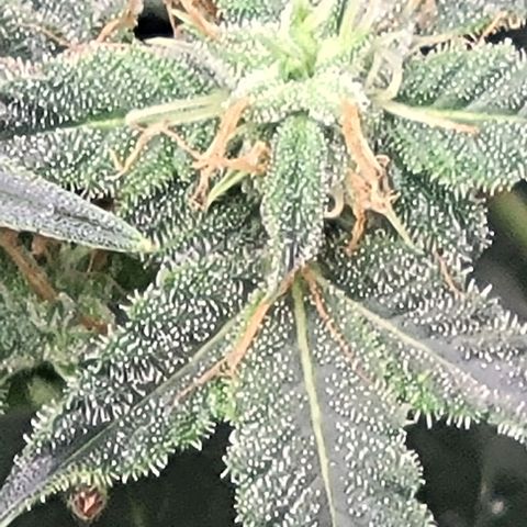 Chocolate mints og auto growlog photo: Choco and Doro 
