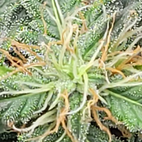 Chocolate mints og auto growlog photo: Choco and Doro 