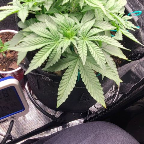 Shango church growlog photo: These bushy girls are due for a trim maybe tomorrow 