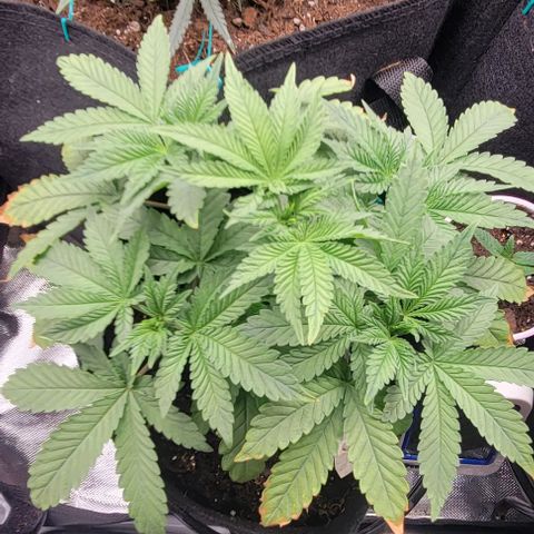 Shango church growlog photo: These bushy girls are due for a trim maybe tomorrow 