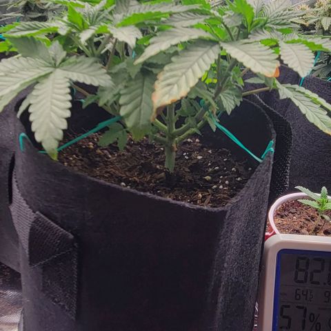 Shango church growlog photo: These bushy girls are due for a trim maybe tomorrow 