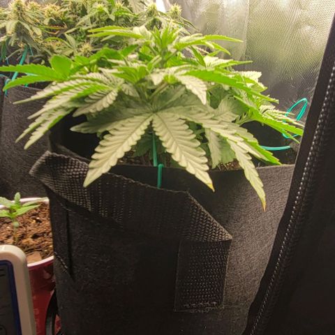 Shango church growlog photo: These bushy girls are due for a trim maybe tomorrow 
