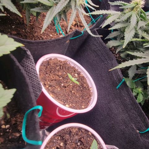 GREAT UNKNOWN  growlog photo: These guys going outside this weekend ish 