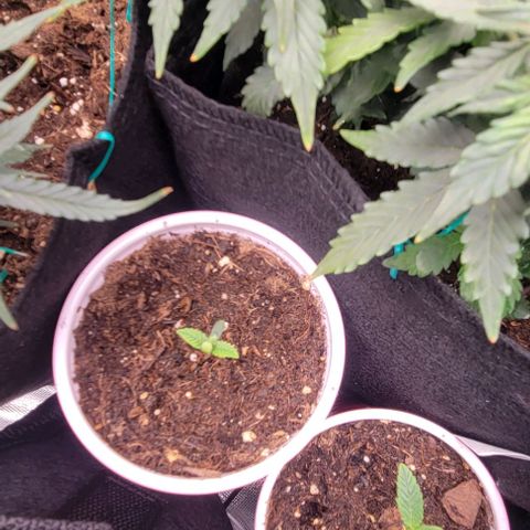 GREAT UNKNOWN  growlog photo: These guys going outside this weekend ish 