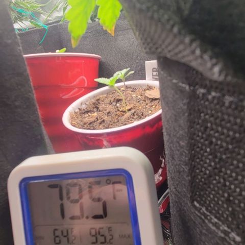 GREAT UNKNOWN  growlog photo: These guys going outside this weekend ish 