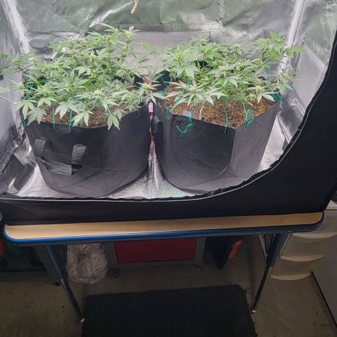 Chocolate mints og auto growlog photo: Lita and lope 