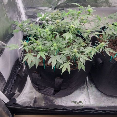 Chocolate mints og auto growlog photo: Lita and lope 