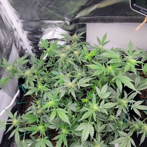 Chocolate mints og auto growlog photo: Lita and lope 