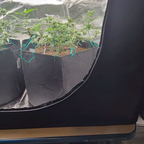 Chocolate mints og auto growlog photo: Lita and lope 