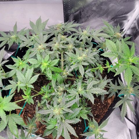 Chocolate mints og auto growlog photo: Lita and lope 