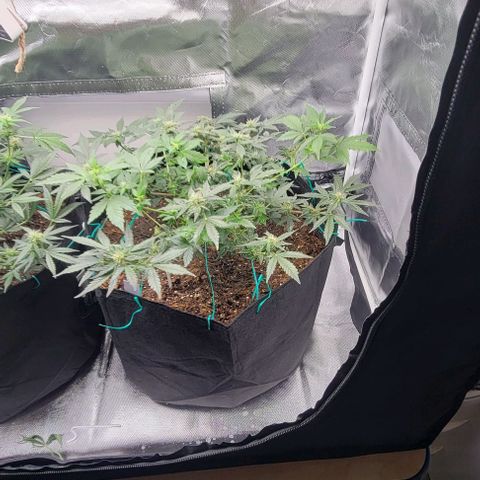 Chocolate mints og auto growlog photo: Lita and lope 