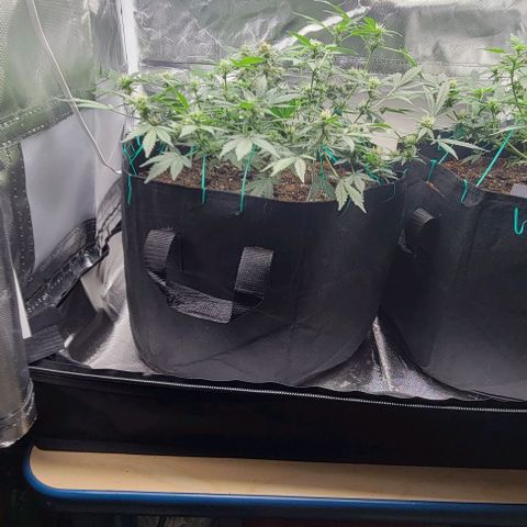 Chocolate mints og auto growlog photo: Lita and lope 