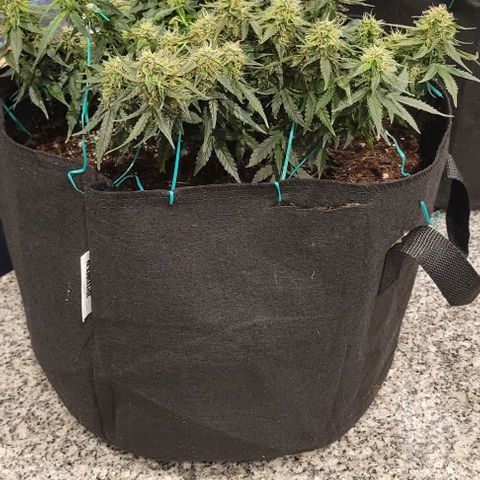 Chocolate mints og auto growlog photo: Choco and Doro 
