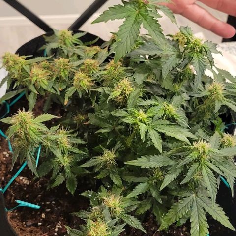 Chocolate mints og auto growlog photo: Choco and Doro 