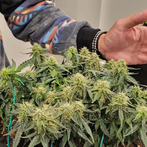 Chocolate mints og auto growlog photo: Choco and Doro 