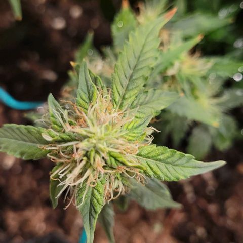 Chocolate mints og auto growlog photo: Choco and Doro 
