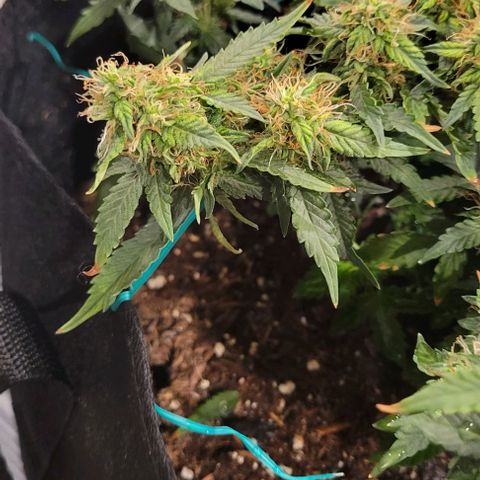 Chocolate mints og auto growlog photo: Choco and Doro 