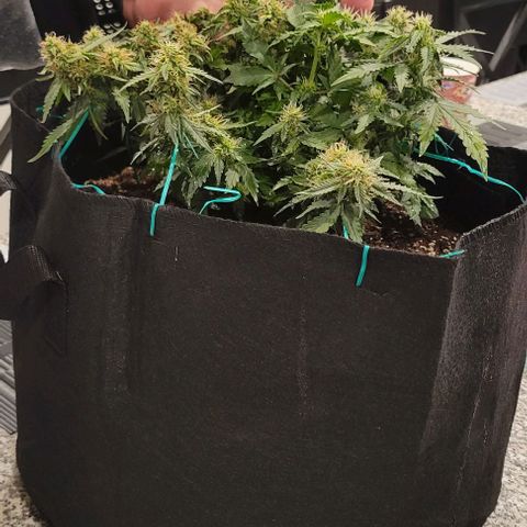 Chocolate mints og auto growlog photo: Choco and Doro 