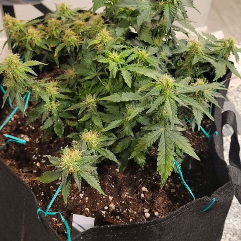 Chocolate mints og auto growlog photo: Choco and Doro 