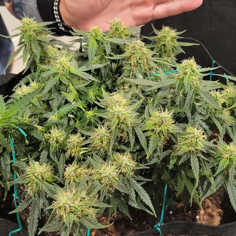 Chocolate mints og auto growlog photo: Choco and Doro 