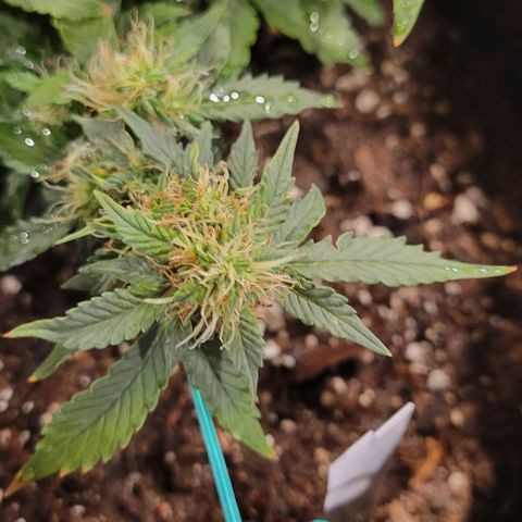 Chocolate mints og auto growlog photo: Choco and Doro 
