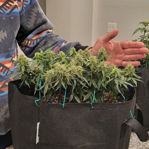 Chocolate mints og auto growlog photo: Choco and Doro 