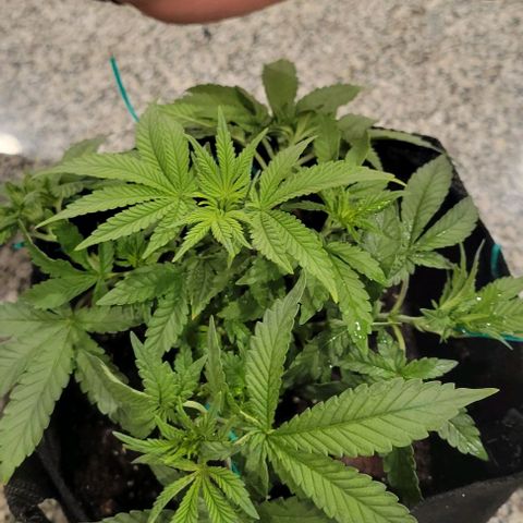 Shango church growlog photo: Mustard plug and Susan 