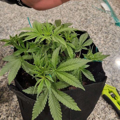 Shango church growlog photo: Mustard plug and Susan 