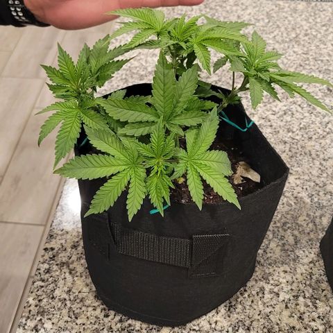 Shango church growlog photo: Mustard plug and Susan 