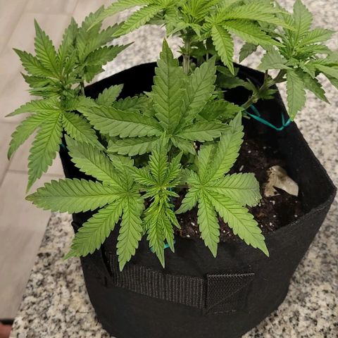 Shango church growlog photo: Mustard plug and Susan 