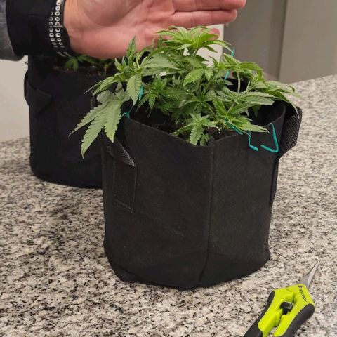 Shango church growlog photo: Mustard plug and Susan 