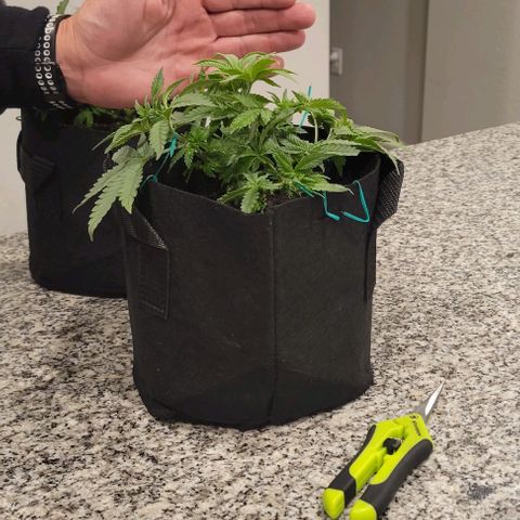 Shango church growlog photo: Mustard plug and Susan 